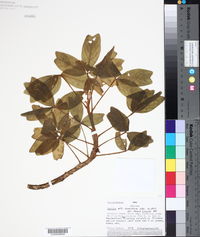 Oxalis scandens image