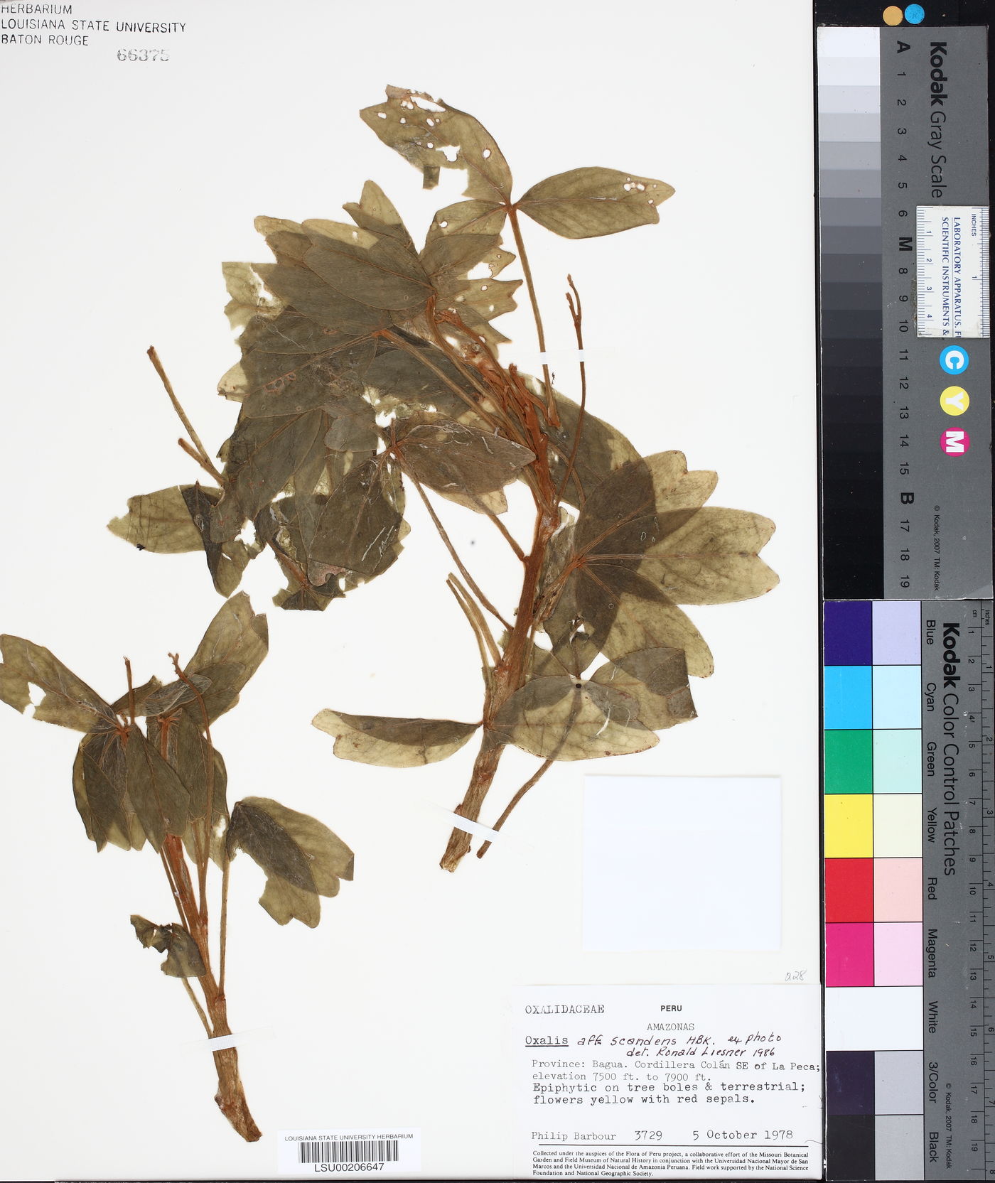 Oxalis scandens image