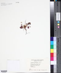 Image of Geranium microphyllum