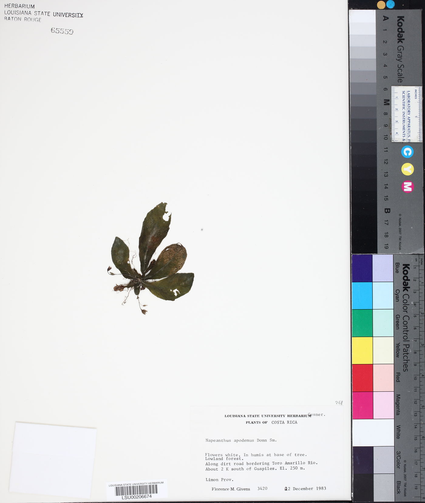 Napeanthus apodemus image