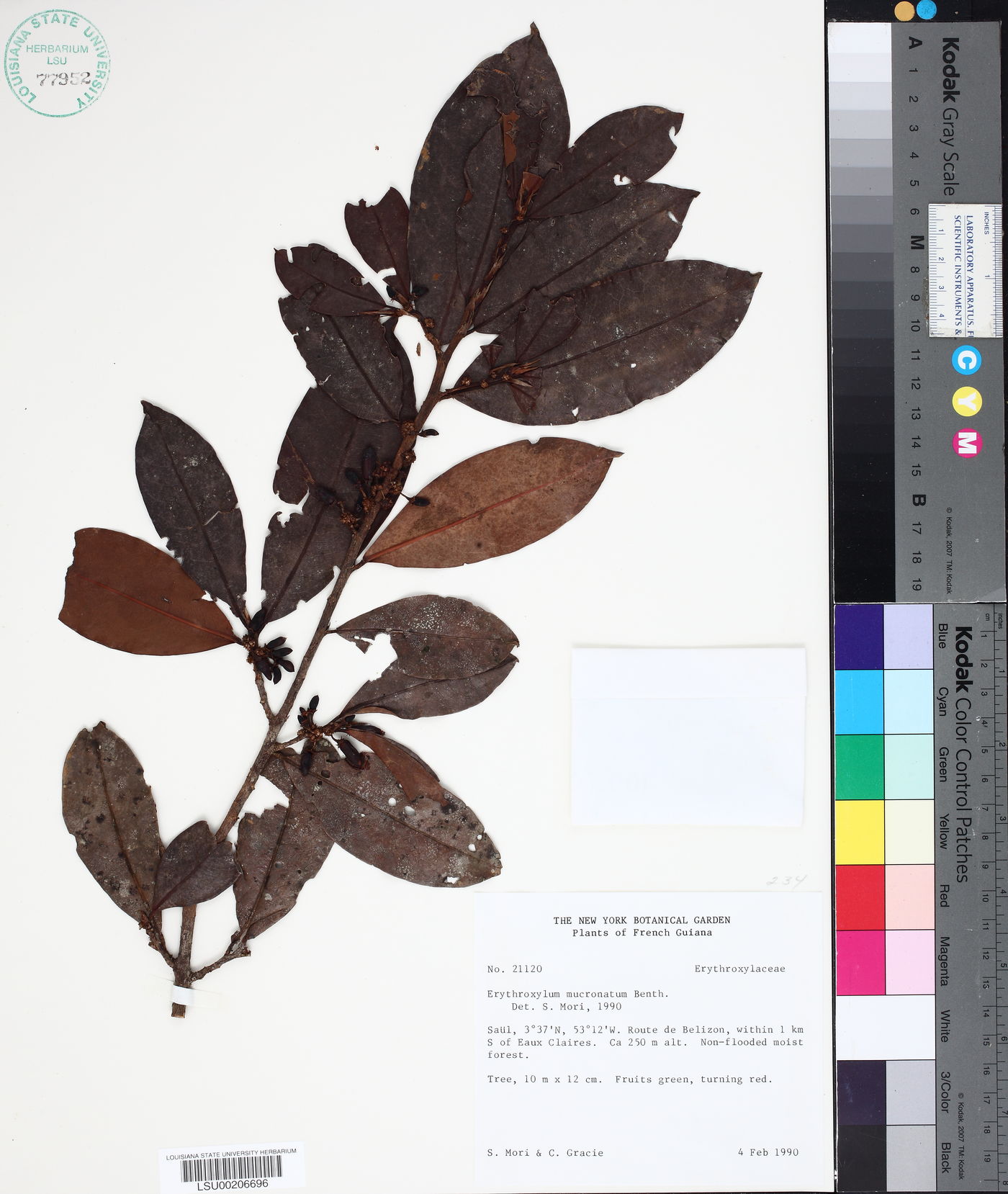 Erythroxylum mucronatum image