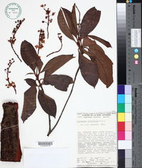 Byrsonima cotinifolia image