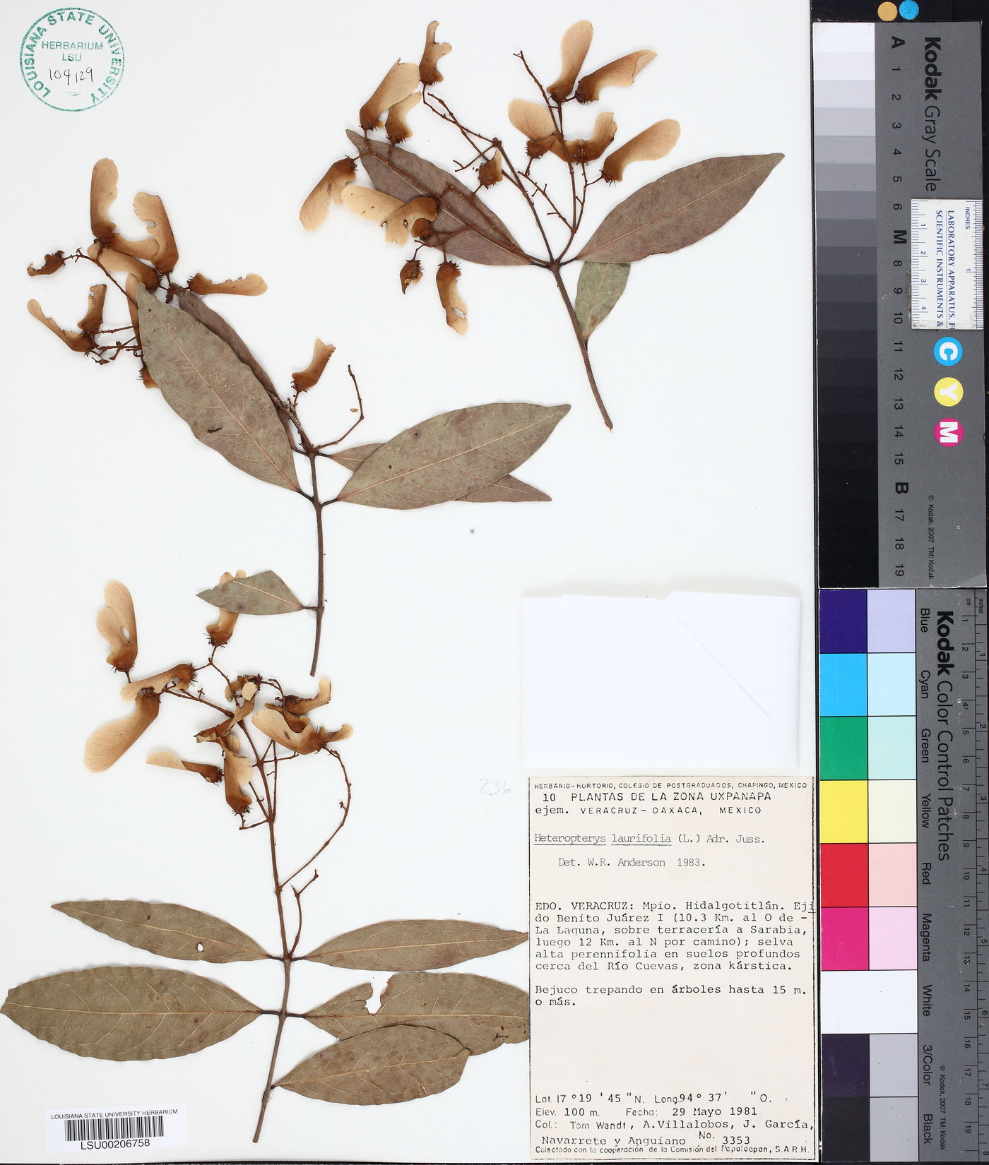 Heteropteris laurifolia image