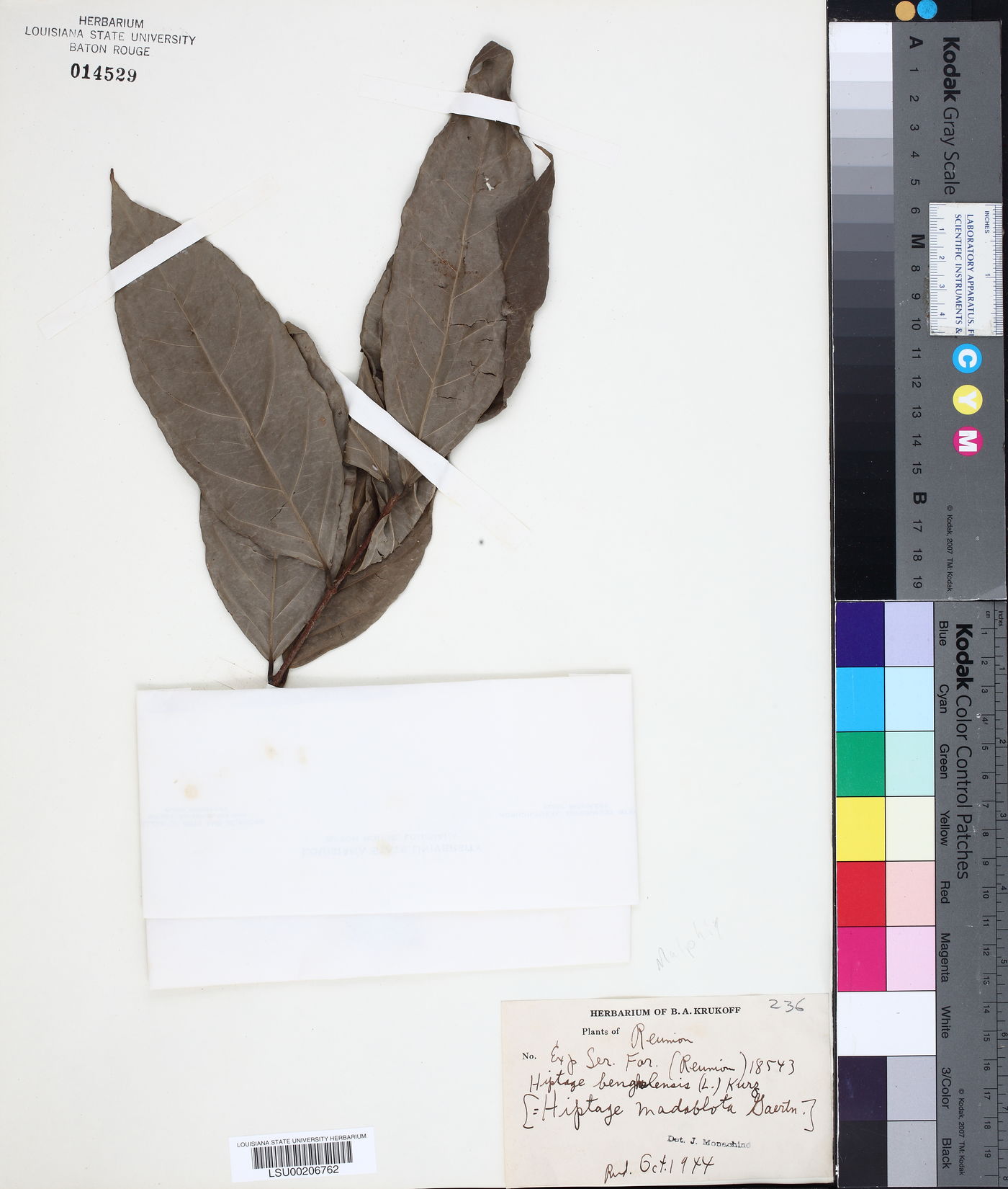 Hiptage benghalensis subsp. benghalensis image