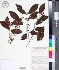 Hiraea fagifolia image