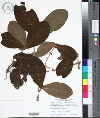 Hiraea reclinata image