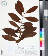 Hiraea fagifolia image