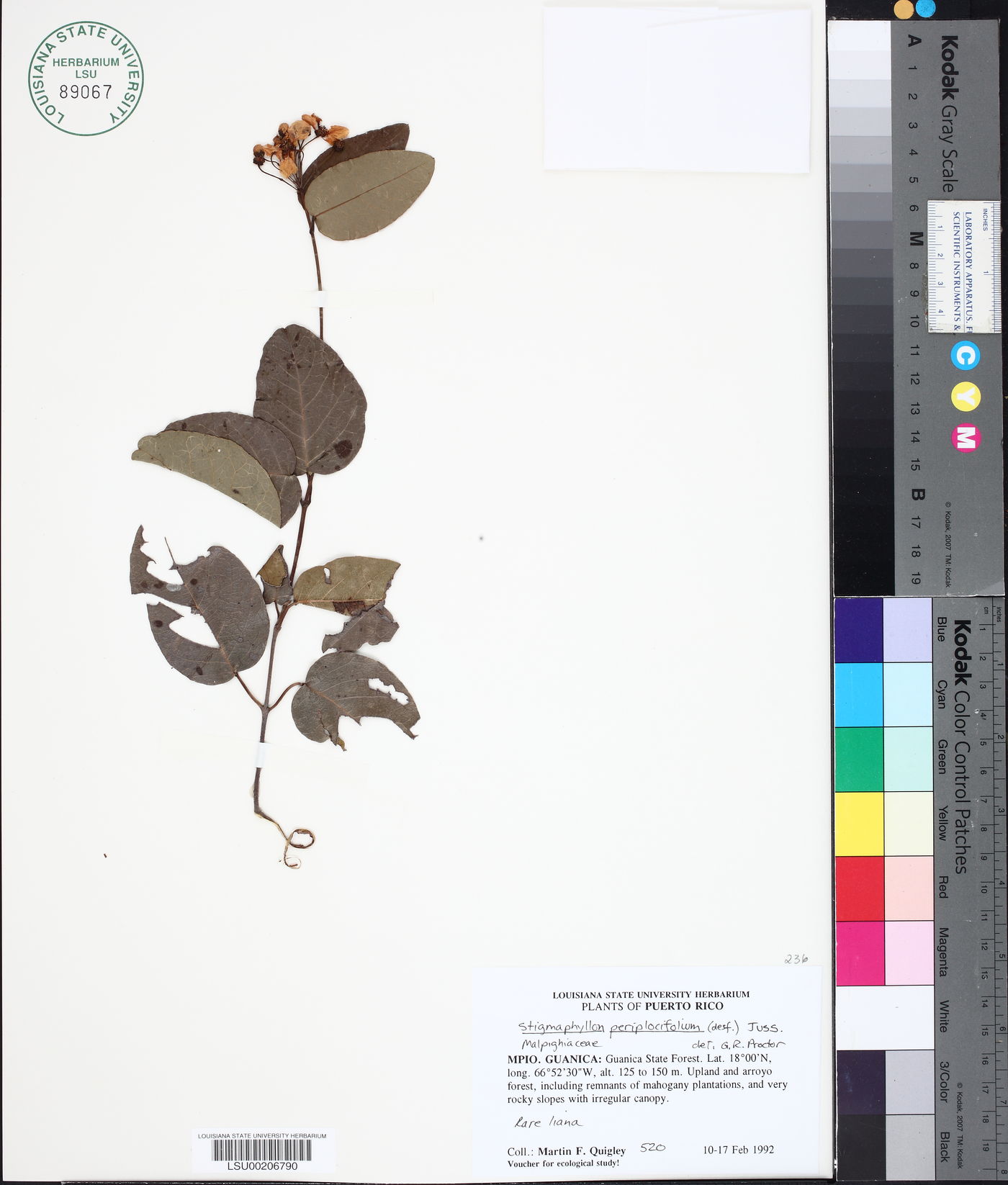 Stigmaphyllon emarginatum image