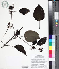 Image of Stigmaphyllon cardiophyllum