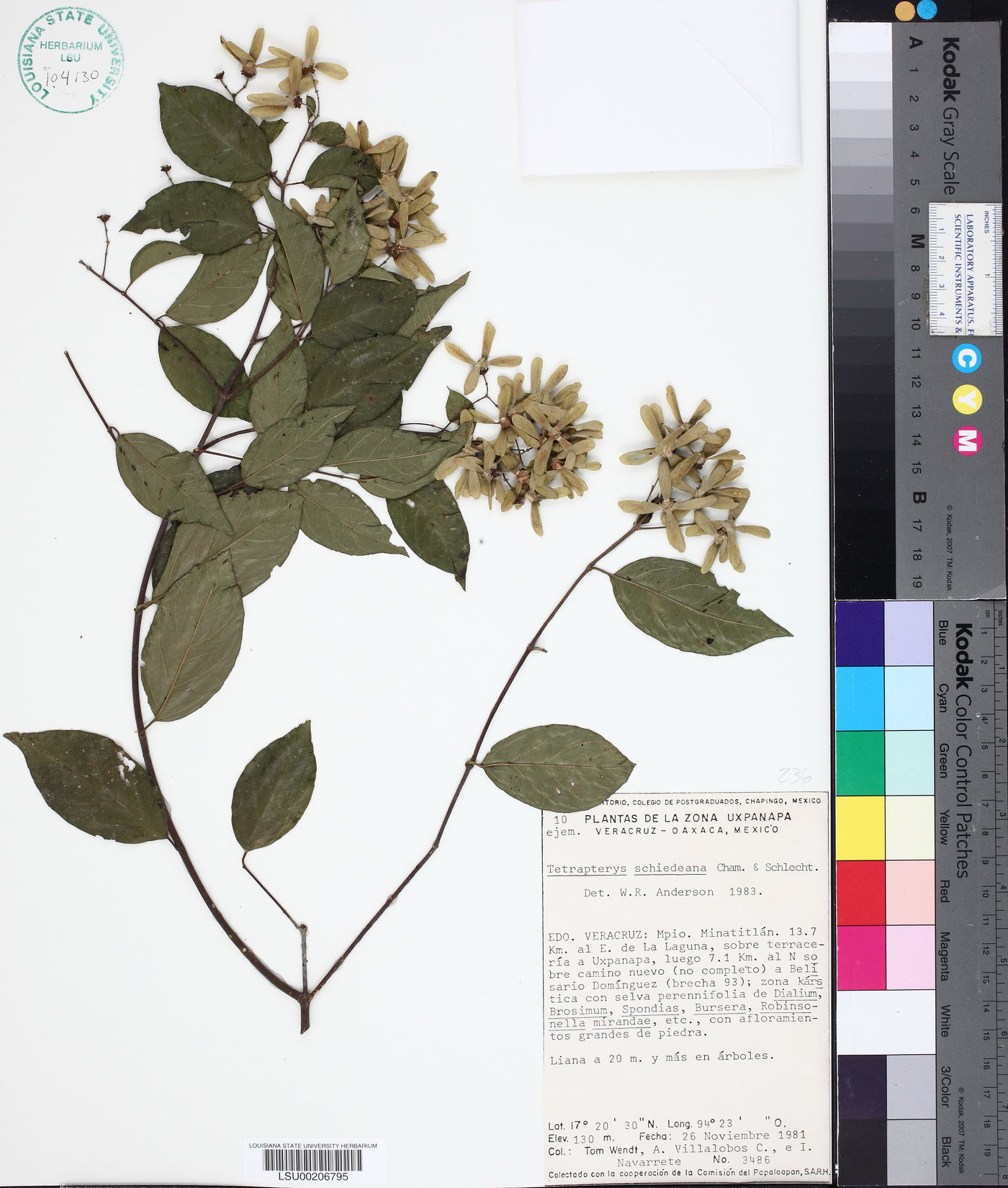 Tetrapterys schiedeana image