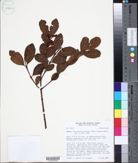 Image of Qualea albiflora