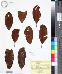 Vochysia hondurensis image