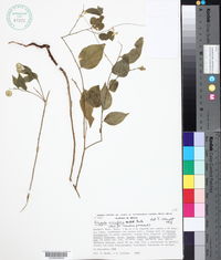 Polygala rivinifolia image