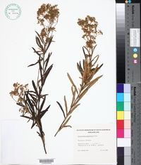 Image of Astrotricha asperifolia
