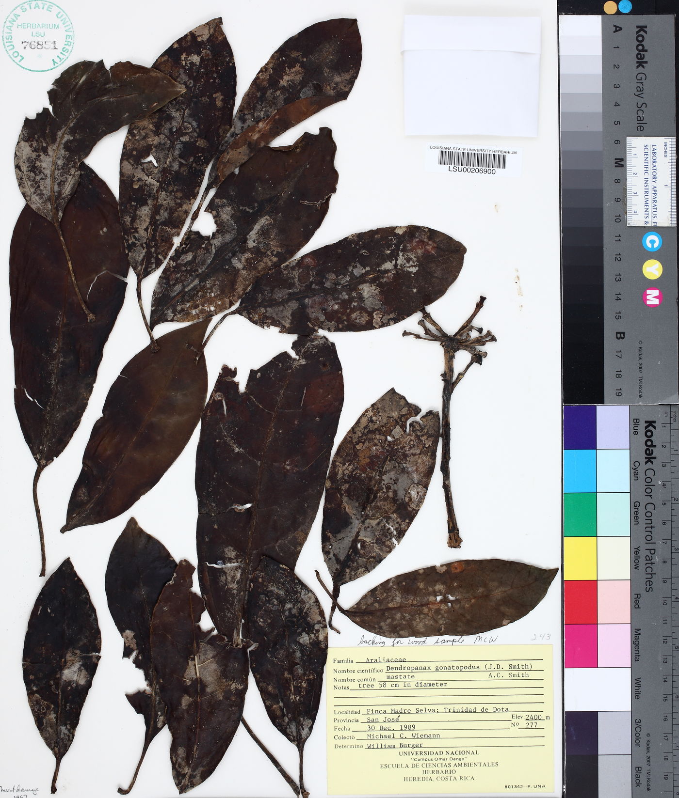 Dendropanax gonatopodus image