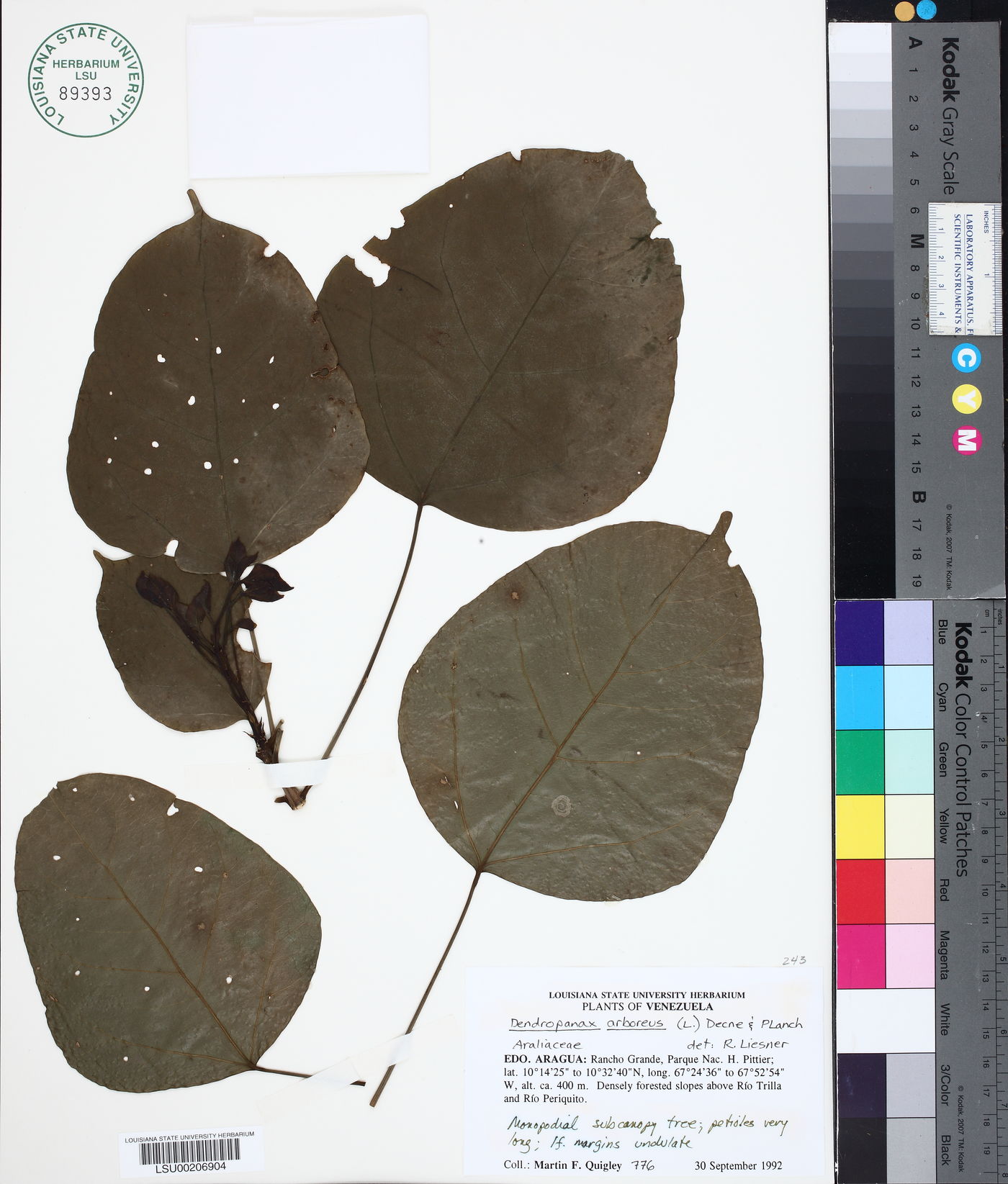 Dendropanax arboreus image