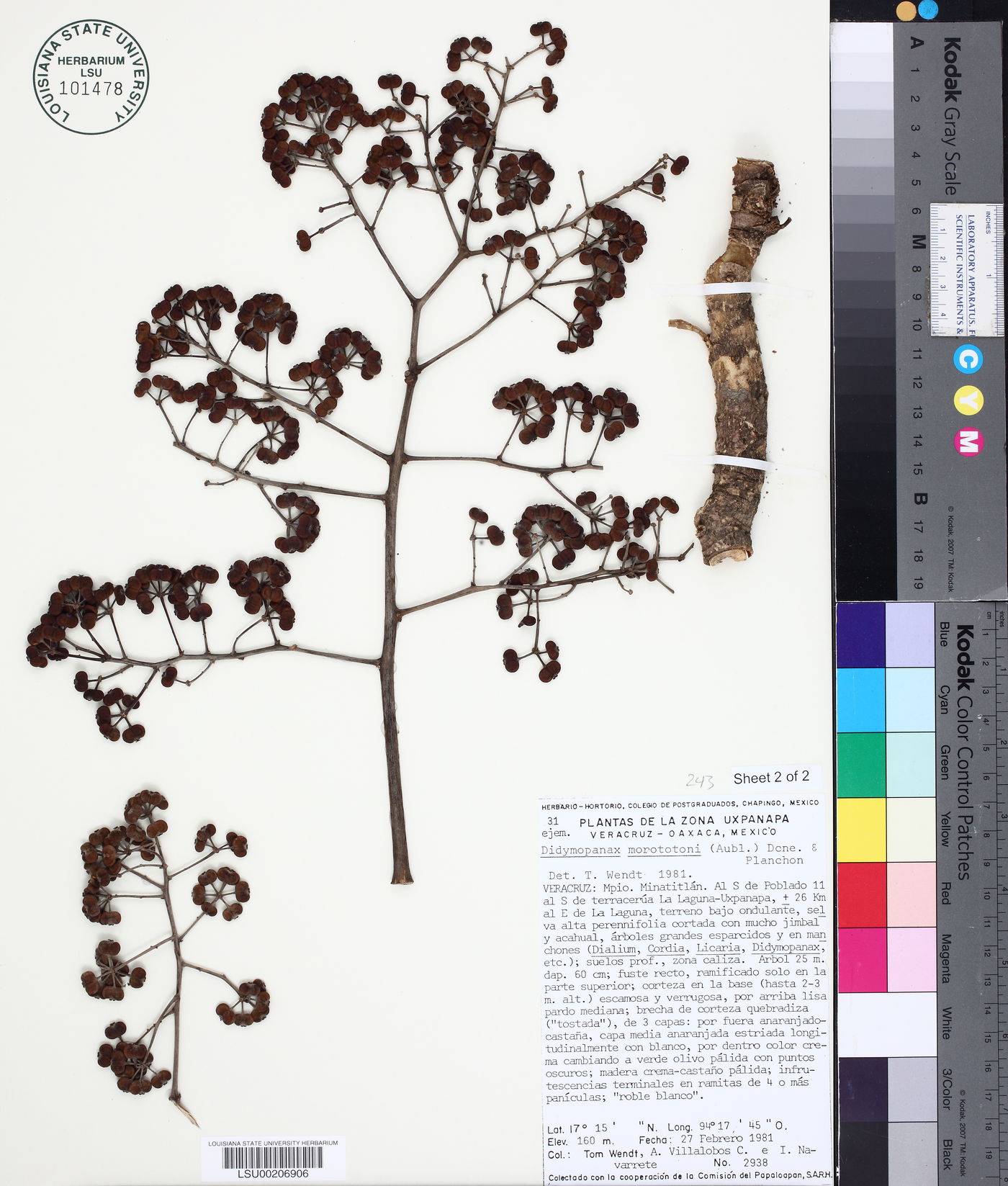 Schefflera morototoni image