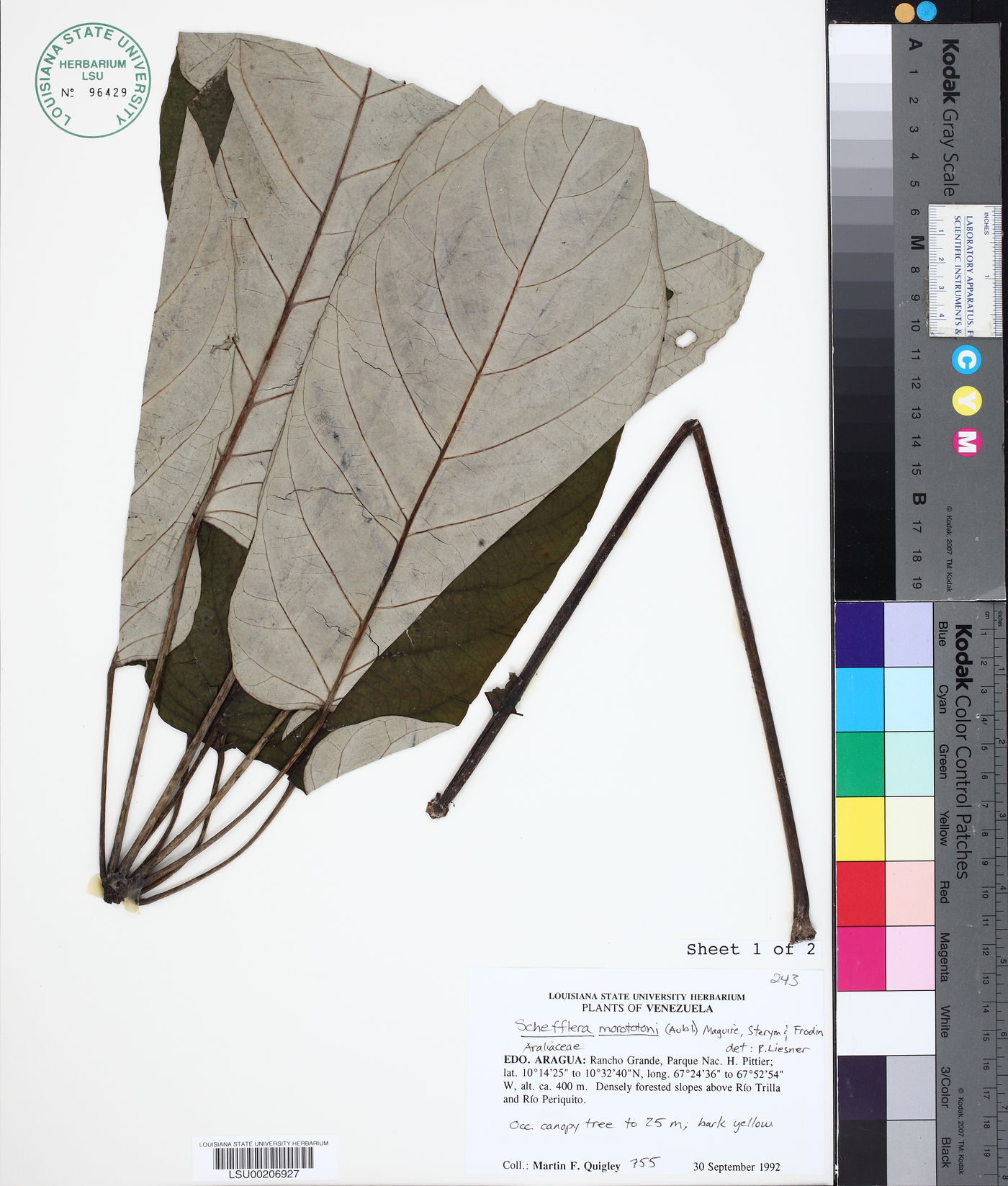 Schefflera morototoni image