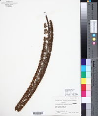 Schefflera sciodaphyllum image