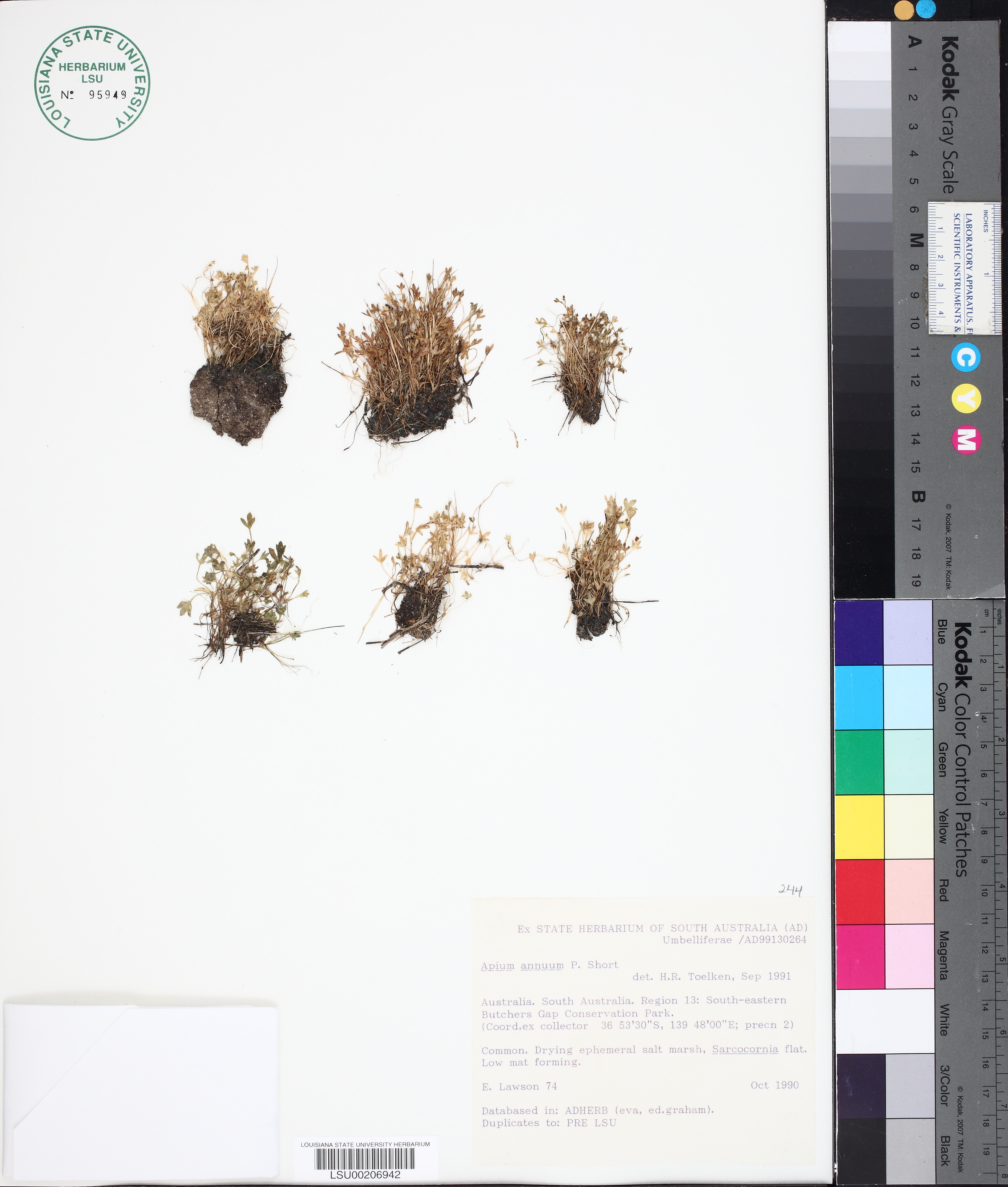 Apium annuum