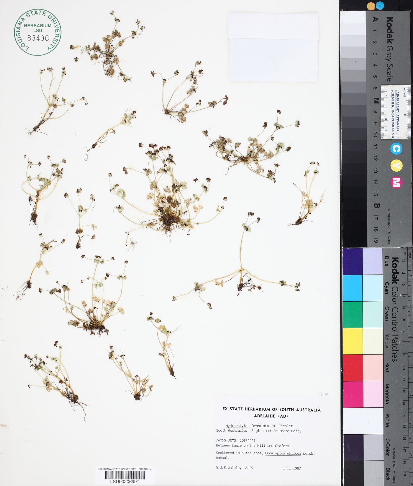 Hydrocotyle foveolata image
