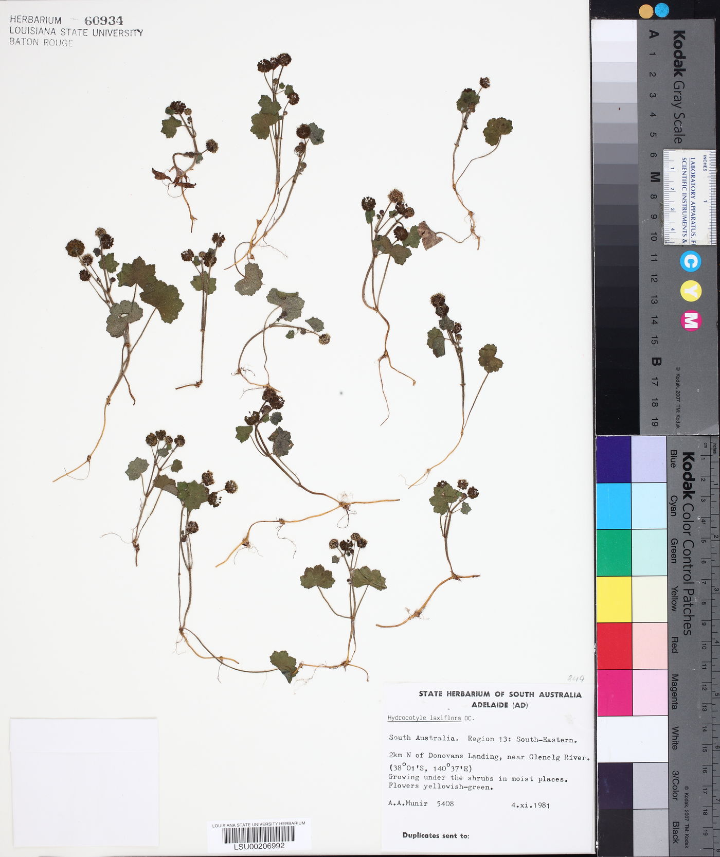 Hydrocotyle laxiflora image