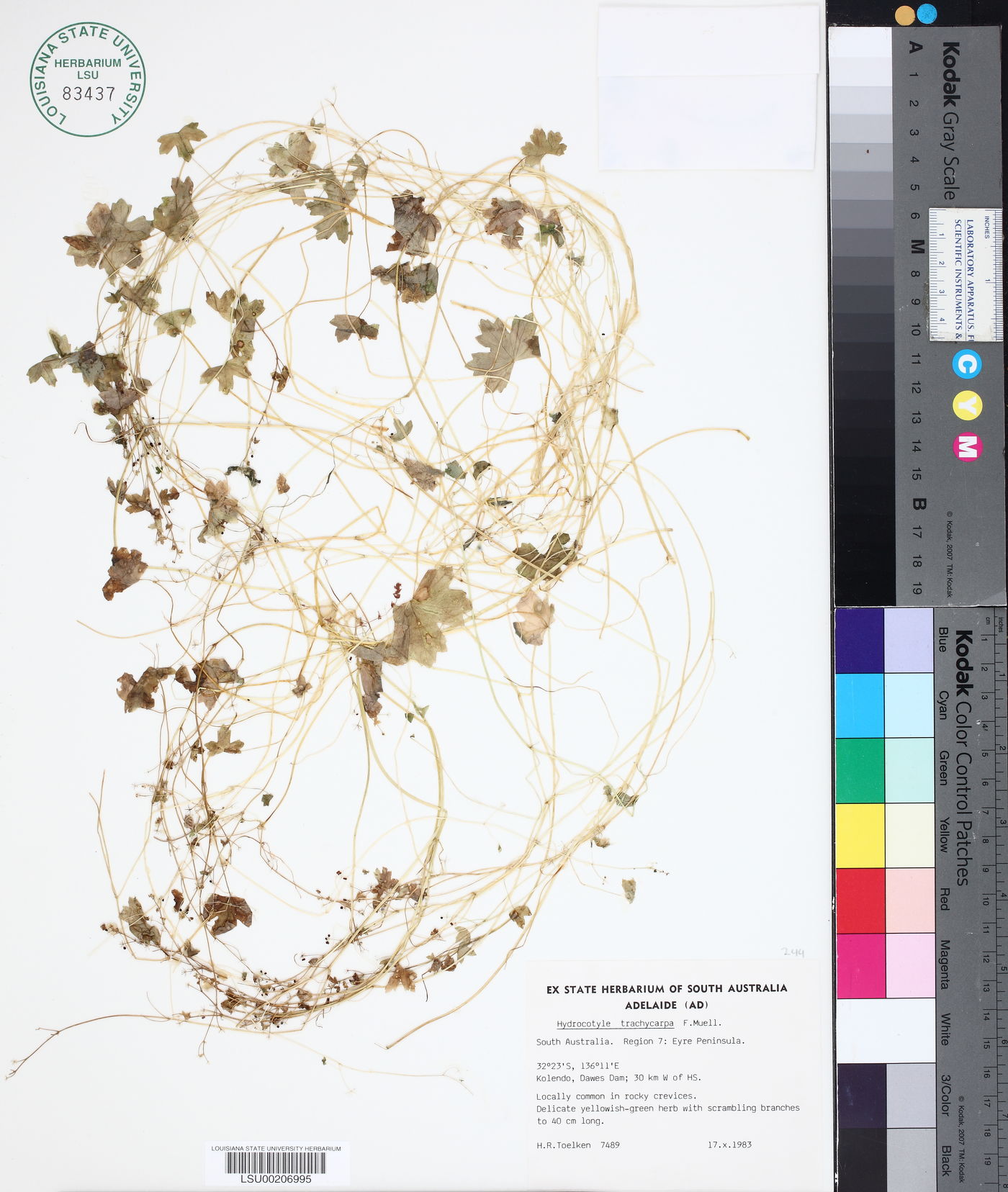 Hydrocotyle trachycarpa image