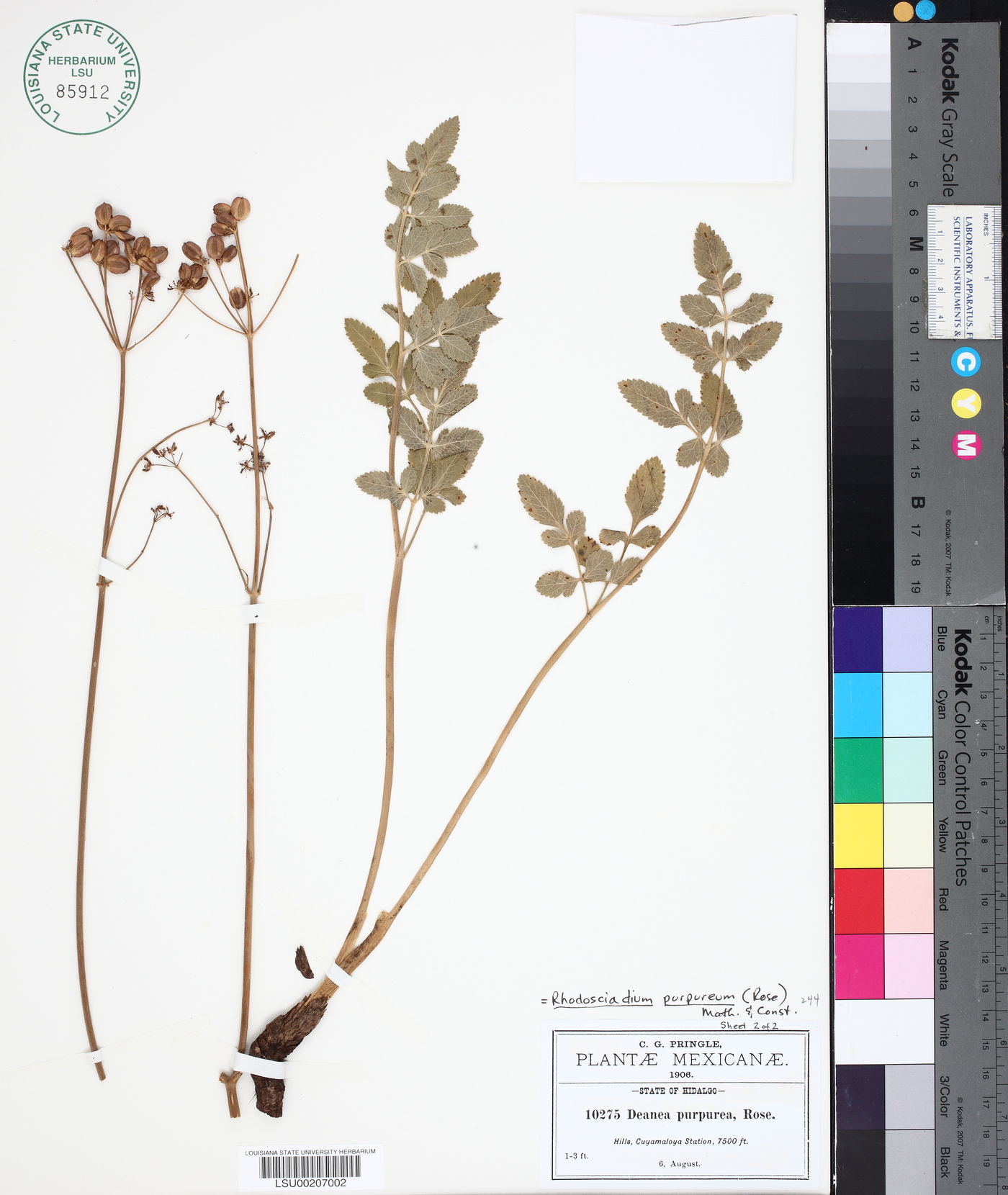 Rhodosciadium purpureum image