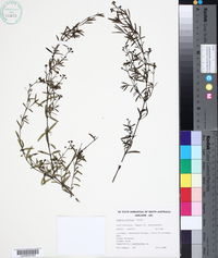 Image of Logania linifolia