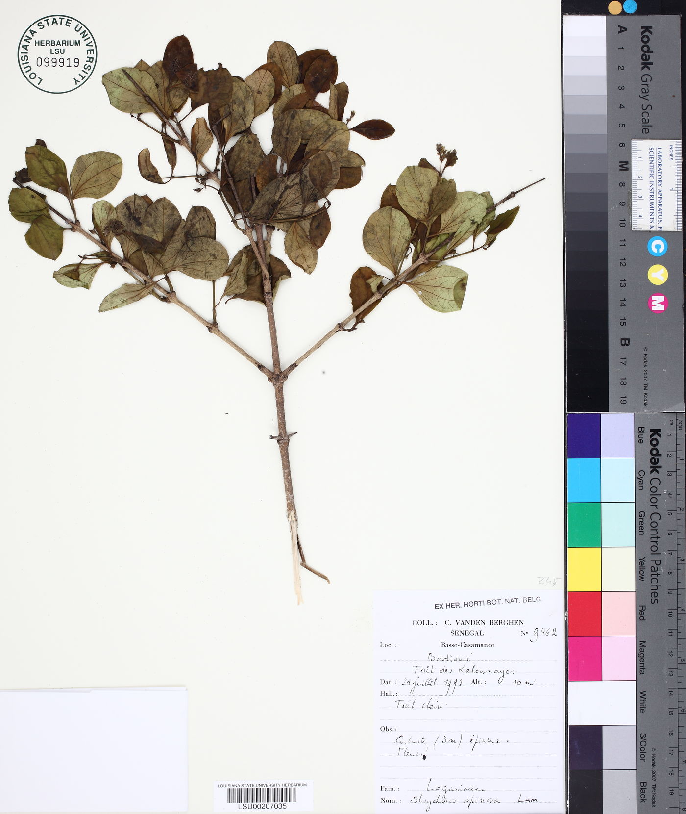 Strychnos spinosa image