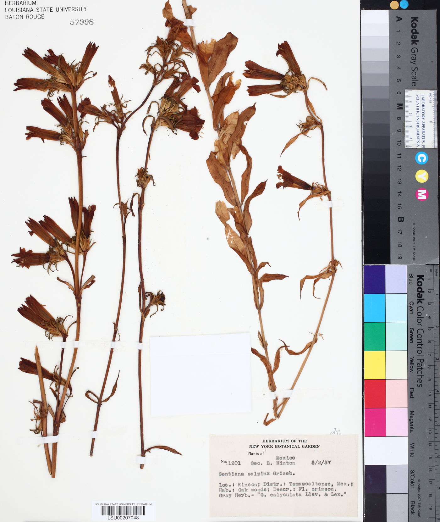 Gentiana salpinx image