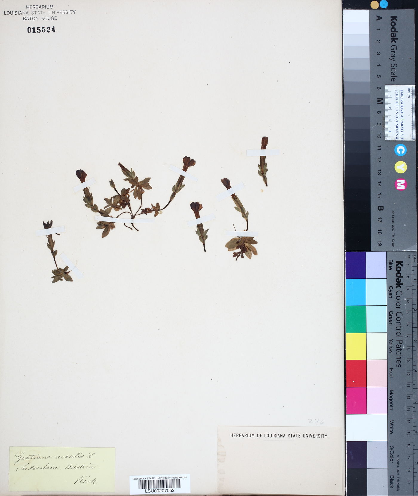 Gentiana acaulis image