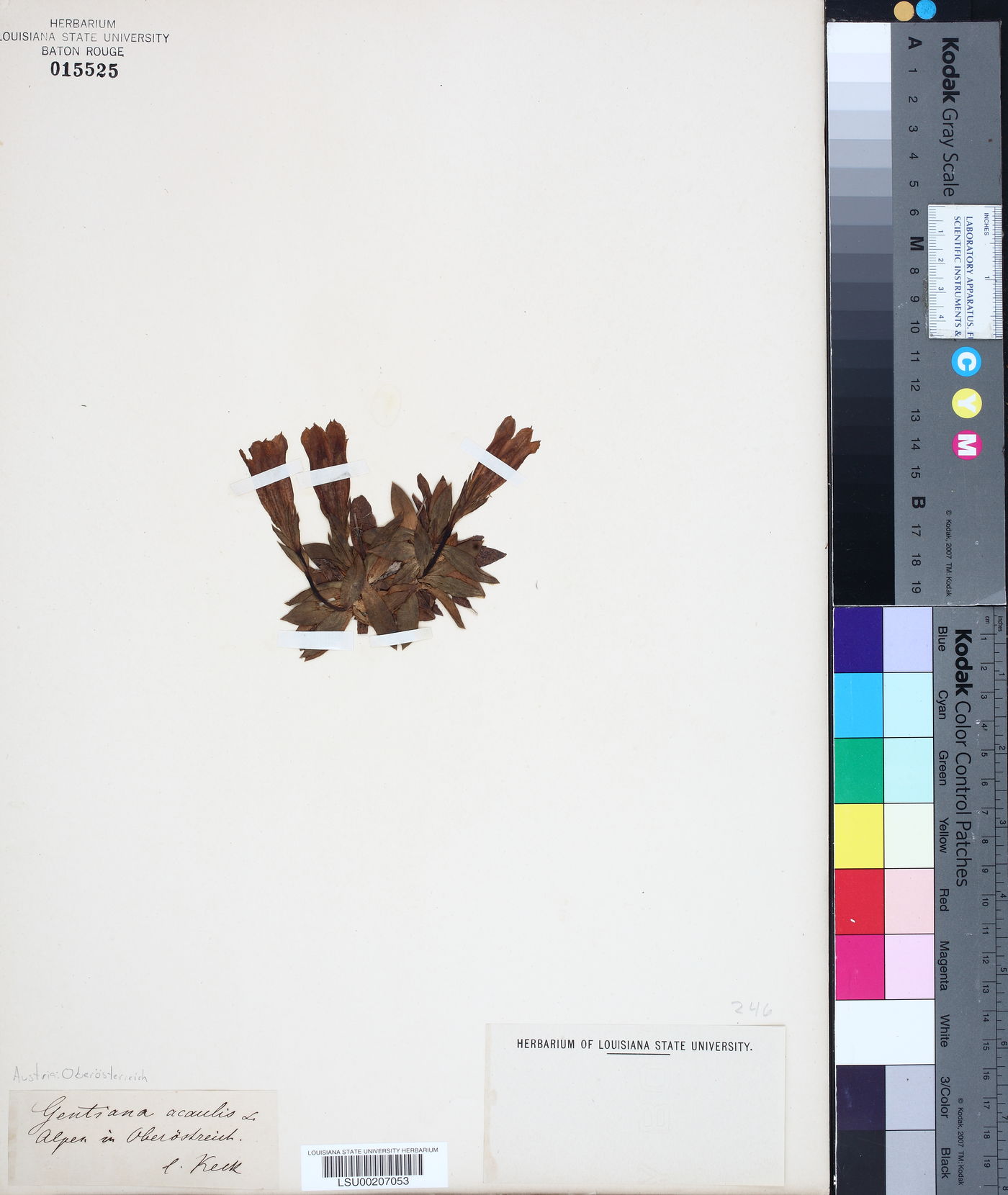 Gentiana acaulis image