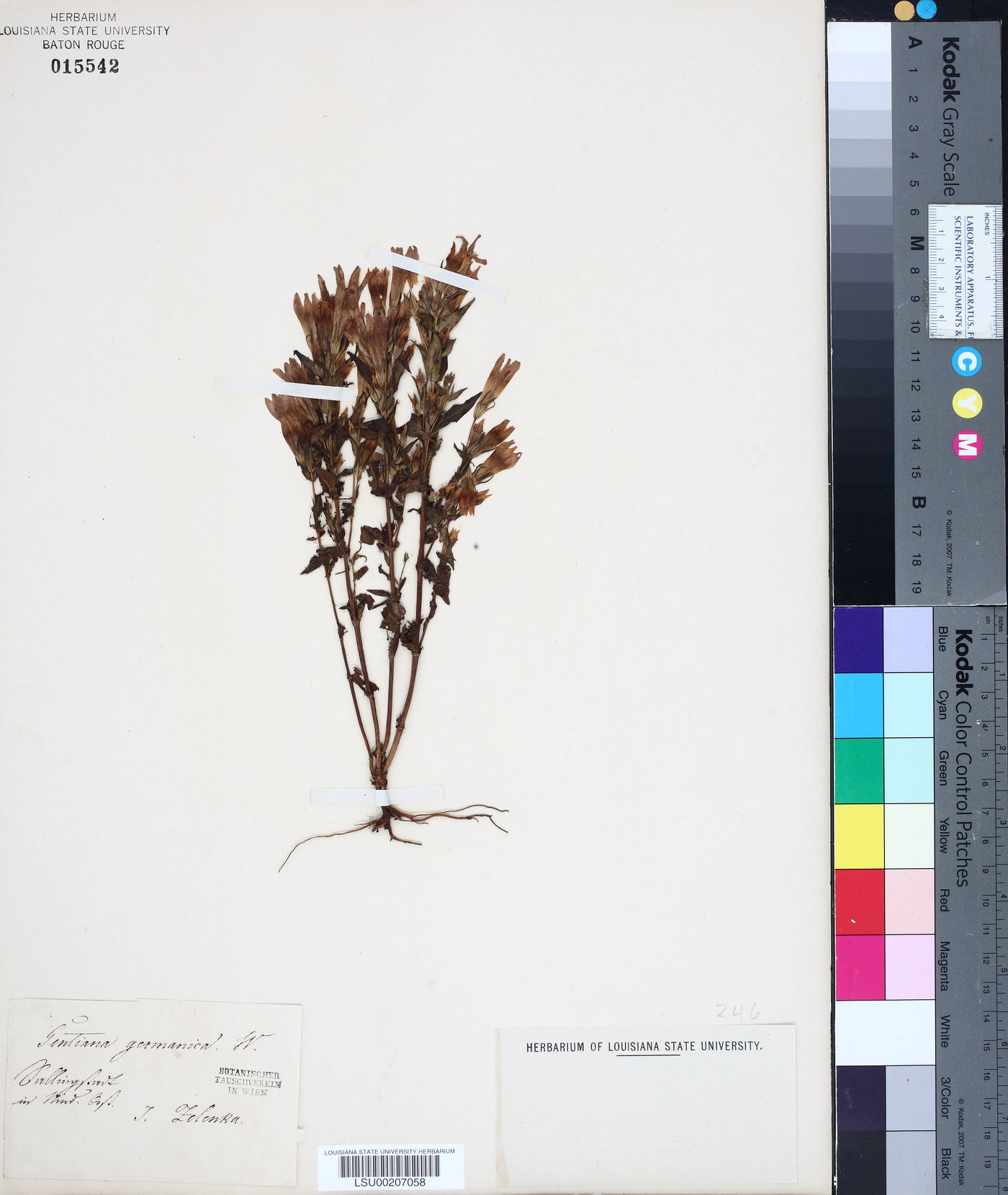 Gentianella germanica subsp. germanica image