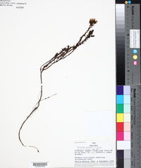 Gentianella chlorantha image