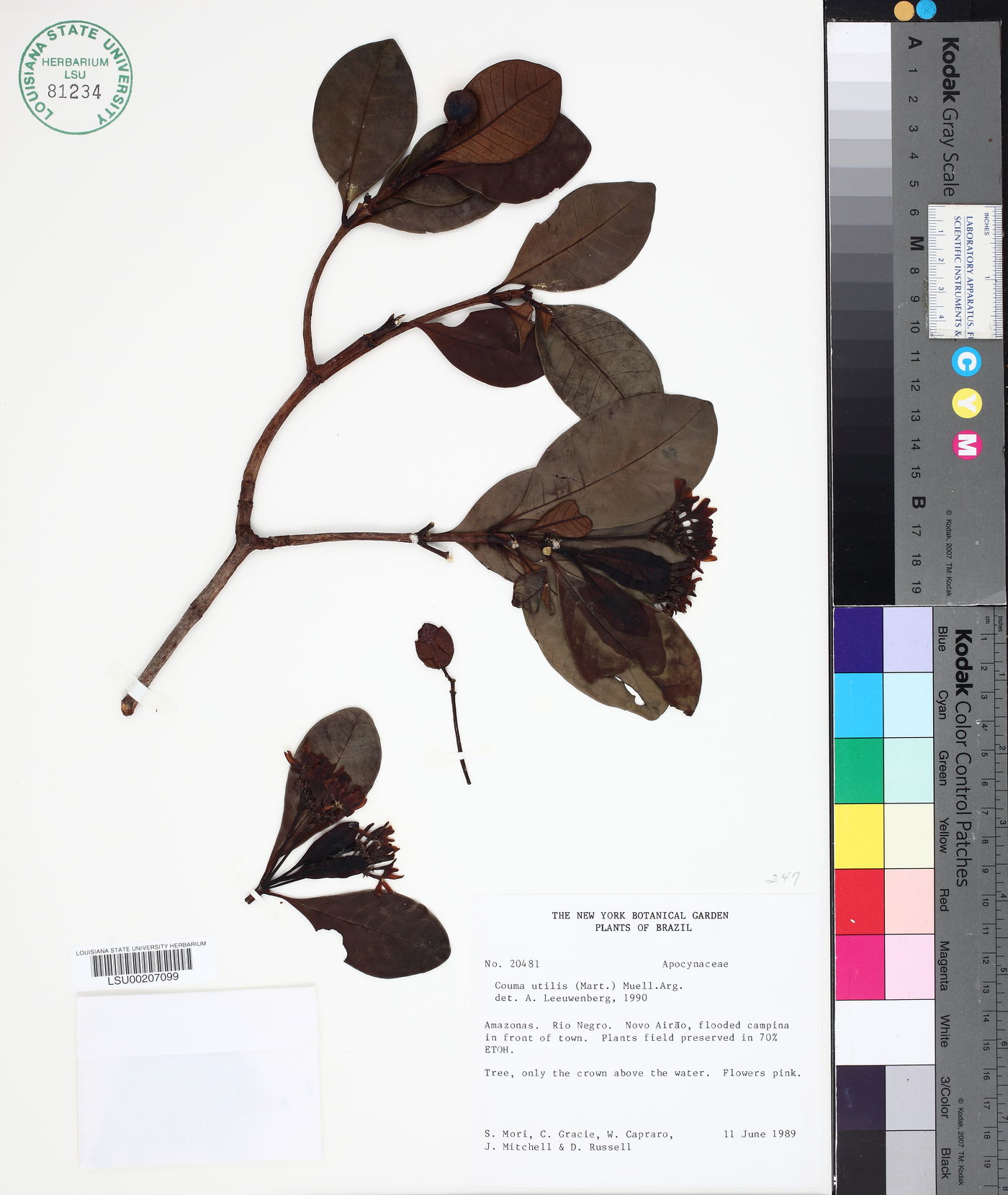 Couma utilis image