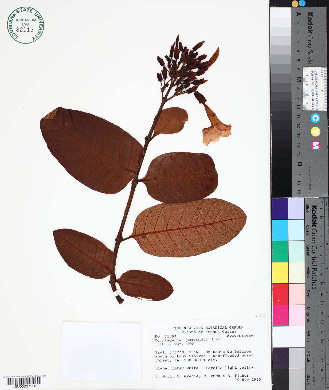 Odontadenia perrottetii image