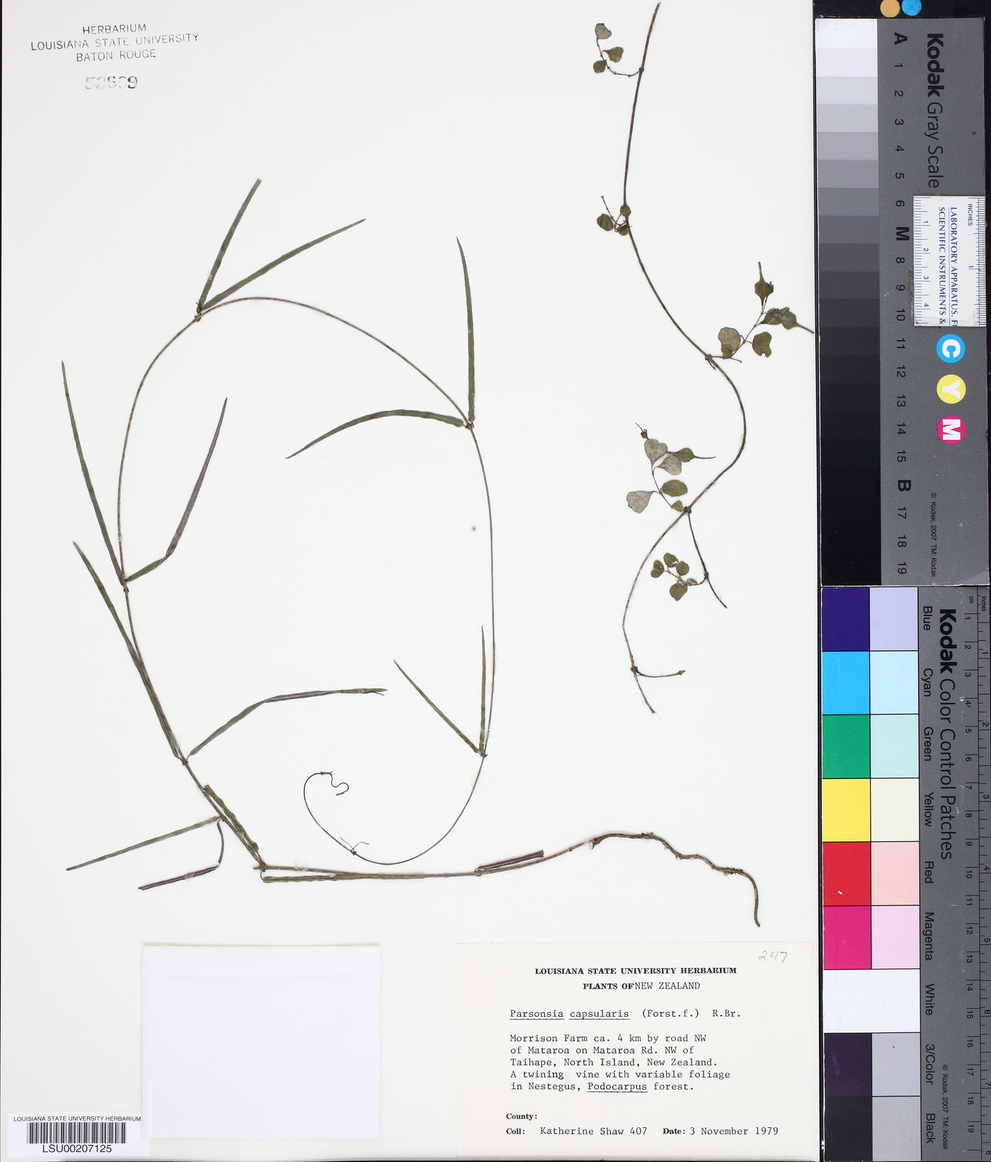 Parsonsia capsularis image