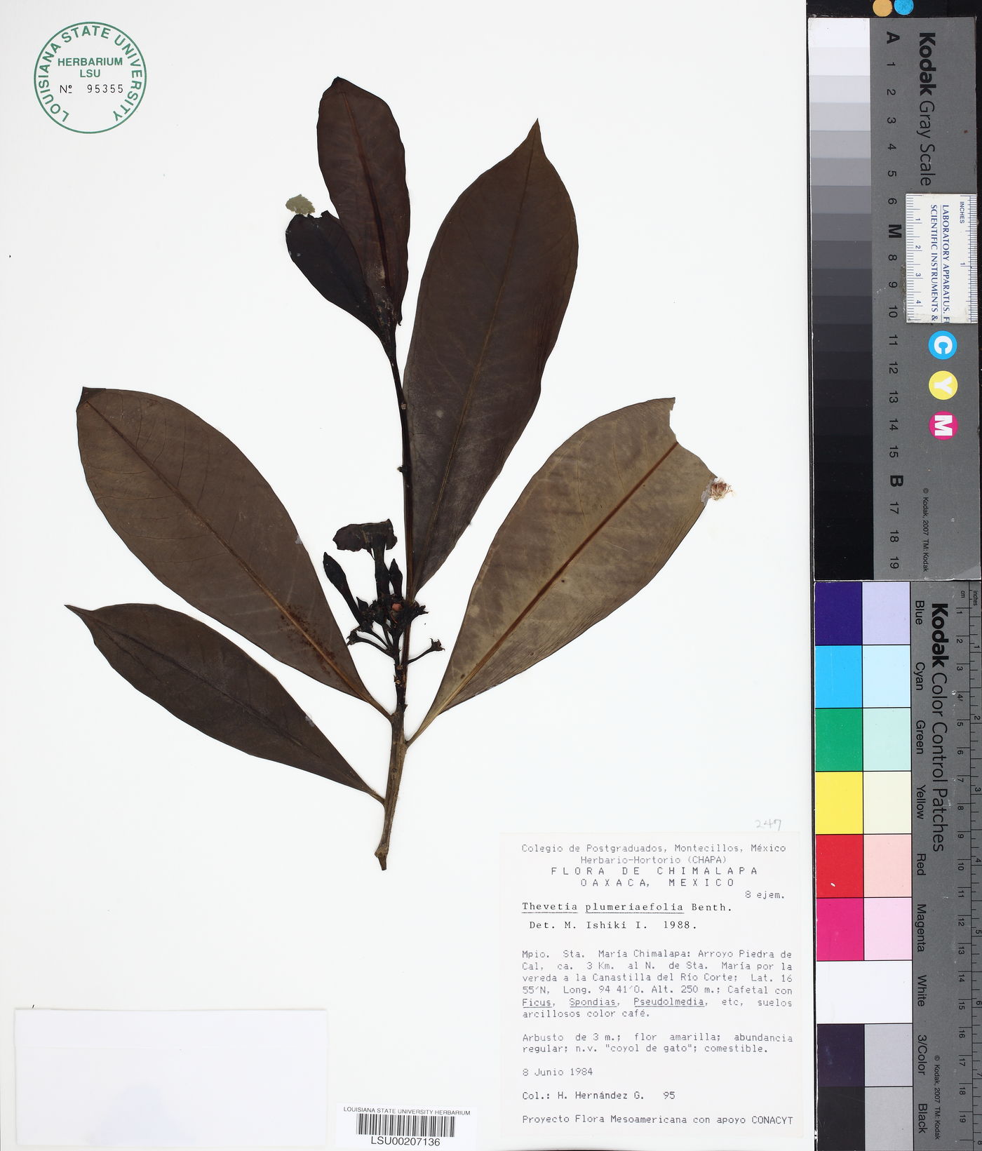 Thevetia plumeriaefolia image