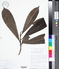 Thevetia plumeriaefolia image