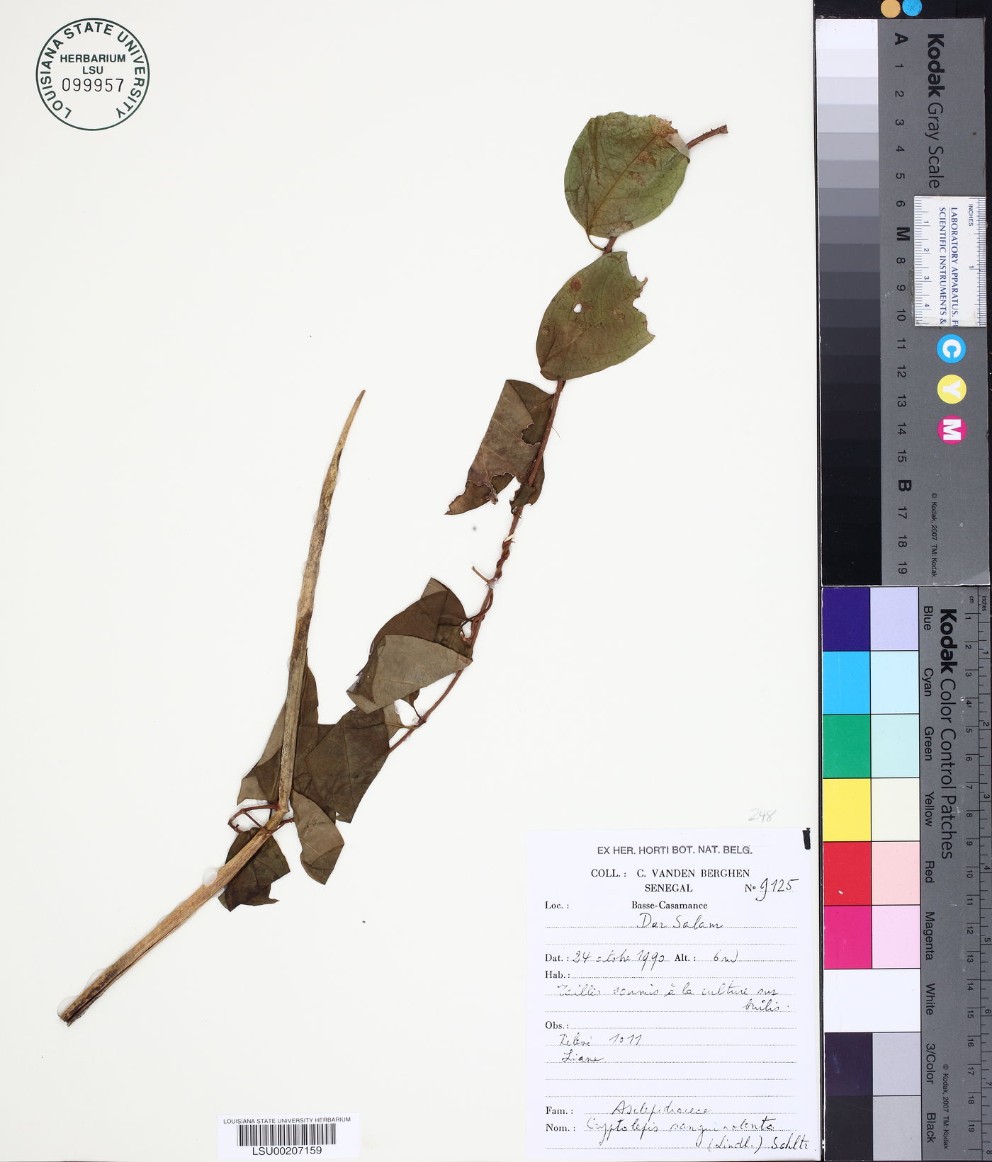 Cryptolepis sanguinolenta image