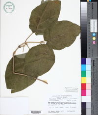 Image of Marsdenia lanata