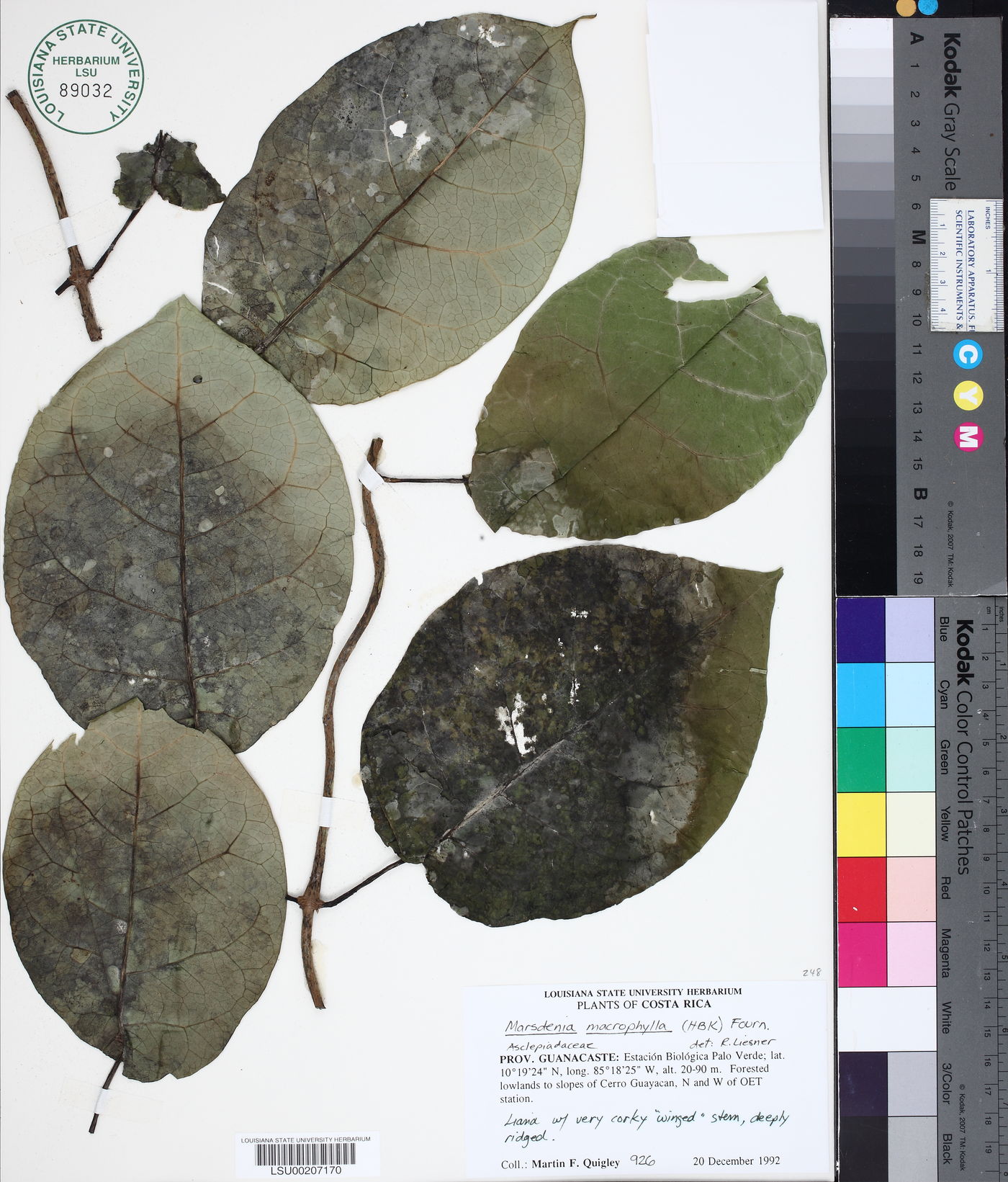 Marsdenia macrophylla image