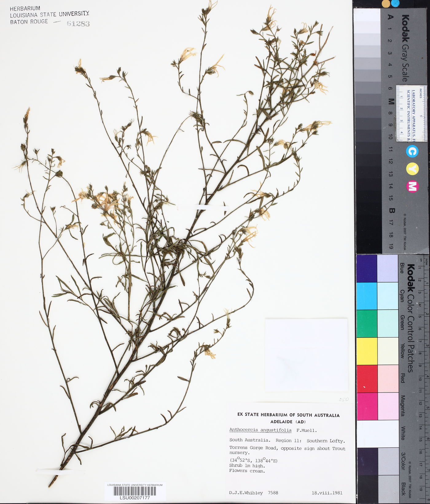 Anthocercis angustifolia image