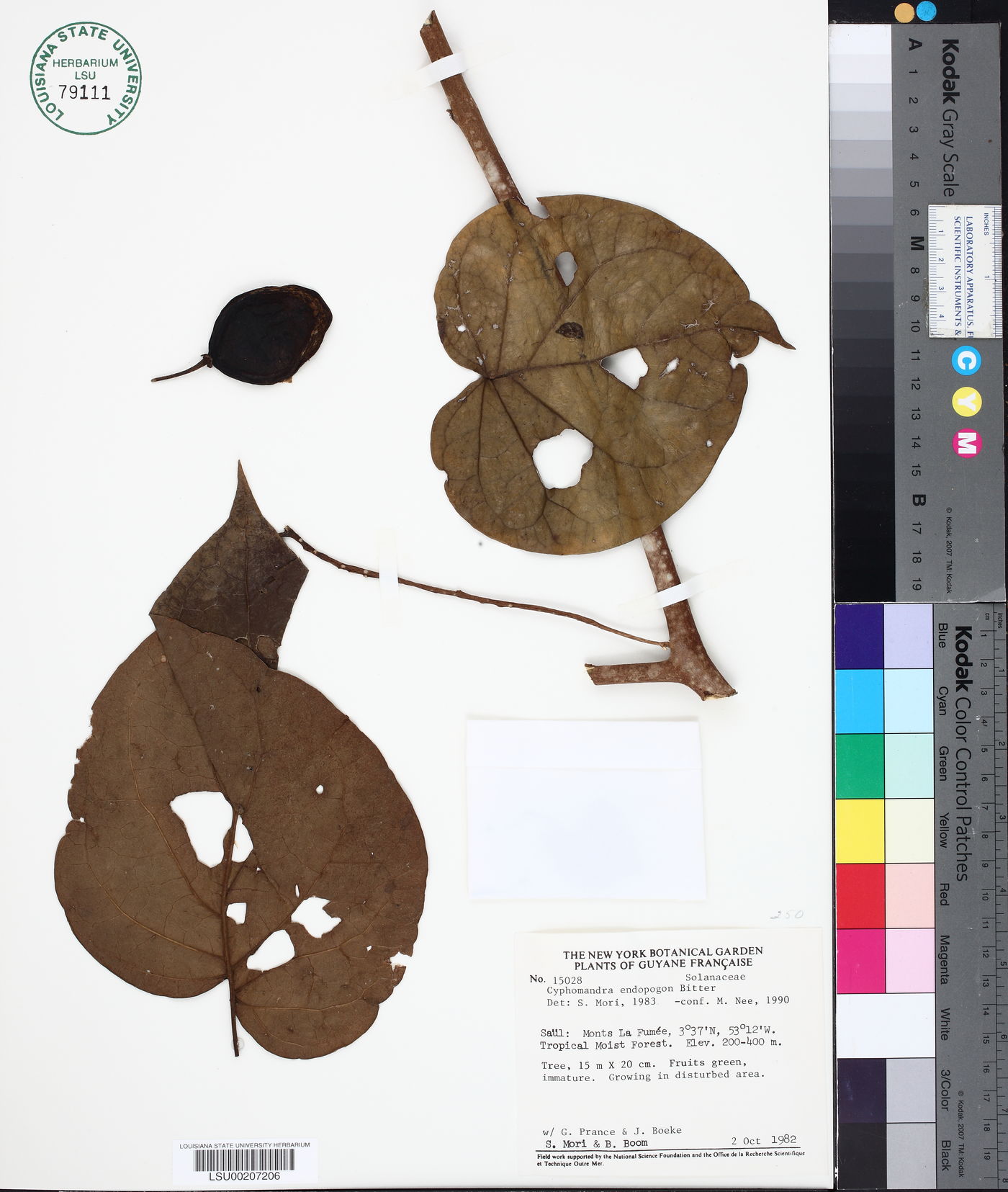 Solanum endopogon subsp. endopogon image