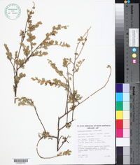 Grammosolen truncatus image