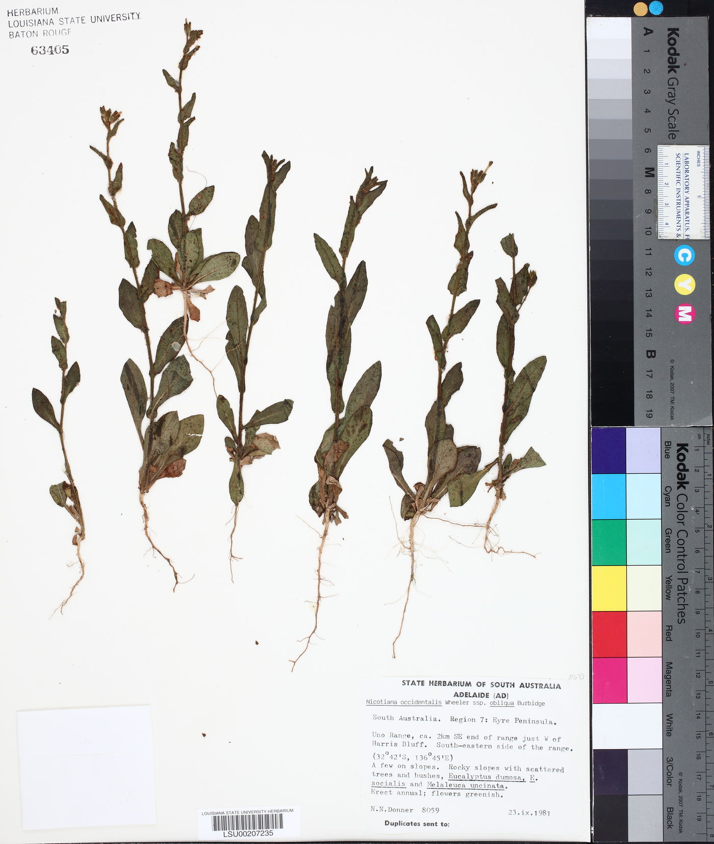 Nicotiana occidentalis subsp. obliqua image