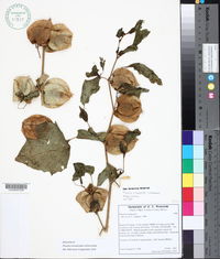 Image of Physalis nicandroides