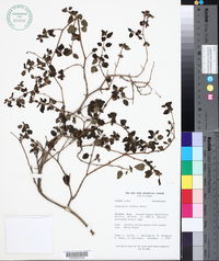 Image of Salpichroa ramosissima