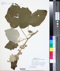Solanum hirsutum image